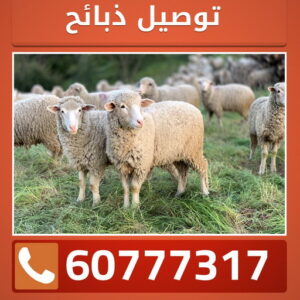 قصاب - قصاب متنقل - بالكويت 60777317  - ذبايح - ذبائح الكويت - غنم للبيع - اغنام للبيع - ذبايح للبيع - غنم - سوق غنم - اغنام عربى للبيع - جزار - ذبائح
